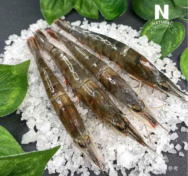 劍蝦 SPEAR SHRIMP