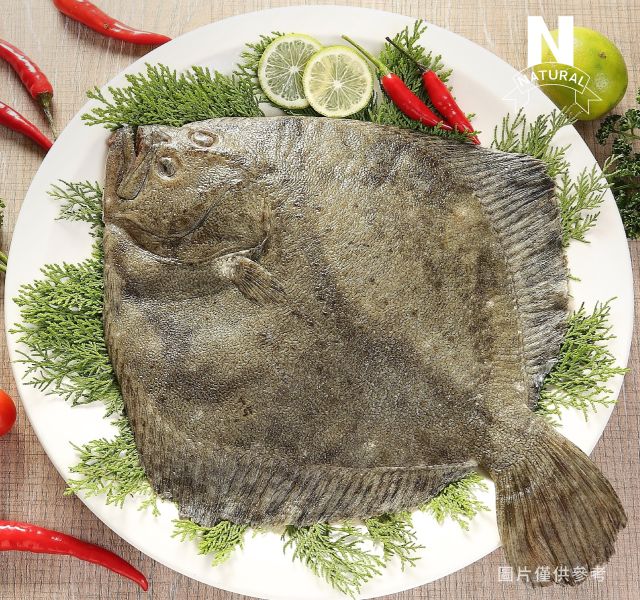 多寶魚 TURBOT