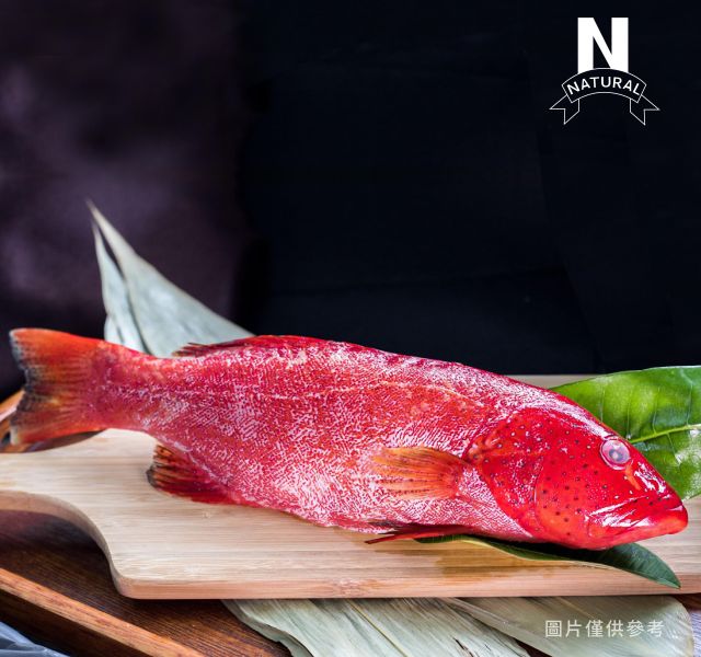 紅鰷 RED CORAL TROUT