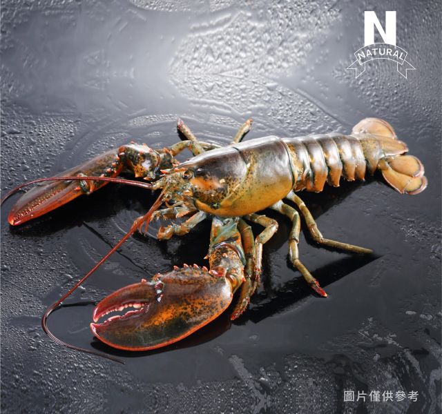 波士頓龍蝦 CANADIAN LOBSTER/HOMARUS AMERICANUS