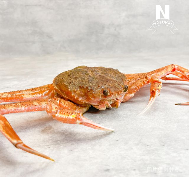 松葉蟹 QUEEN CRAB