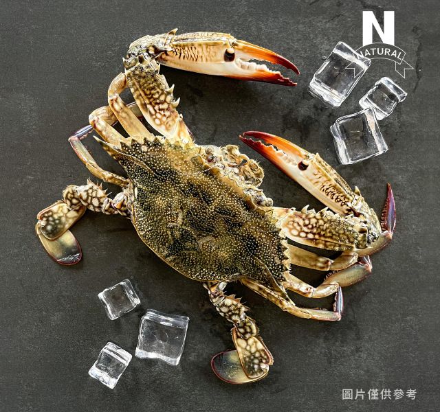 藍蟹 BLUE CRAB