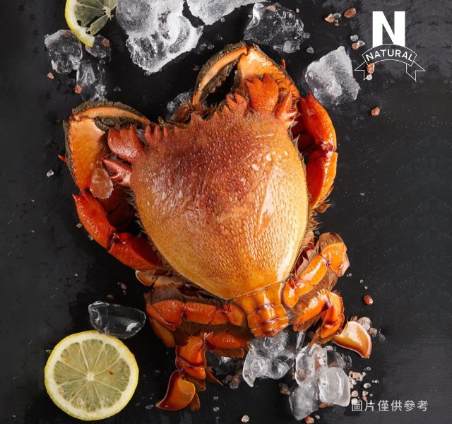 旭蟹 SPANNER CRAB