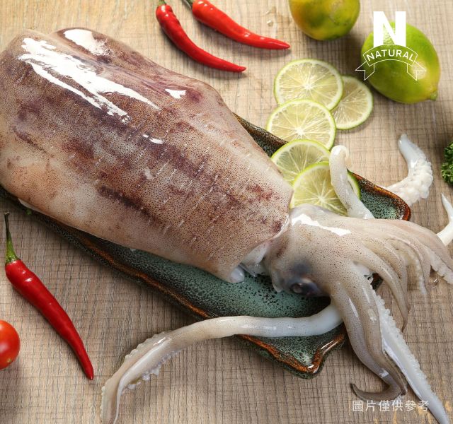 軟絲 BIGFIN REEF SQUID