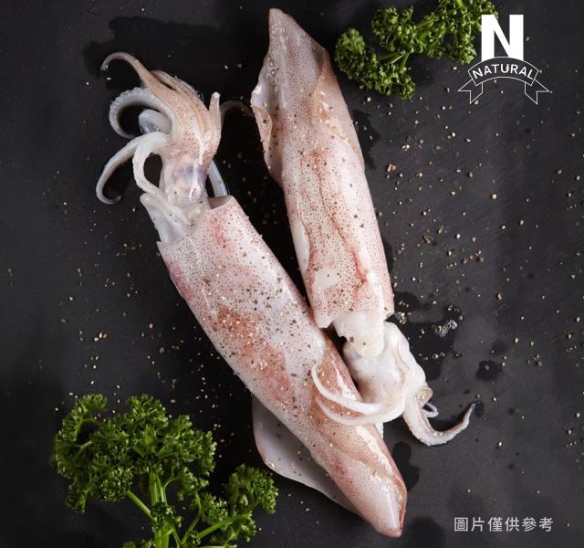 透抽 SQUID