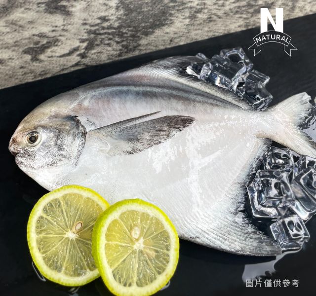 白鯧 POMFRET