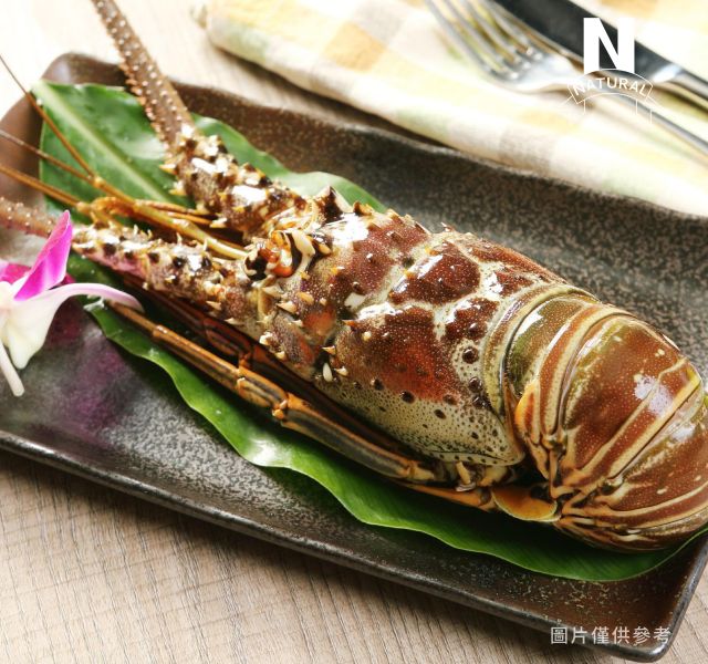生龍蝦 RAW LOBSTER