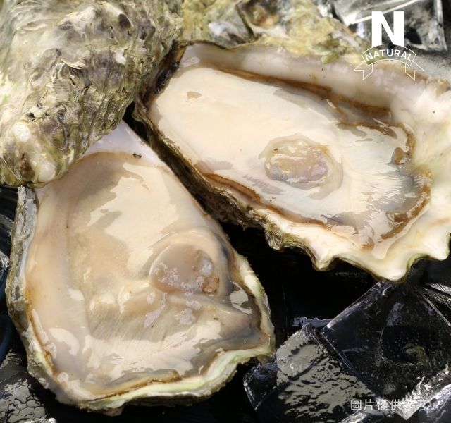 美國生蠔 WHOLE SHELL OYSTER