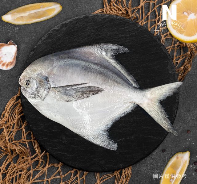 白鯧 POMFRET