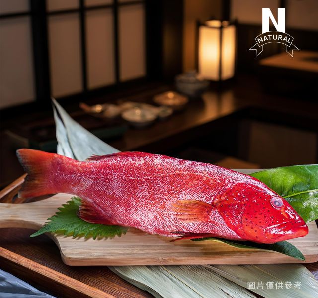 *紅鰷 RED CORAL TROUT