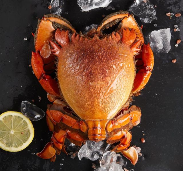 蟹類｜CRAB