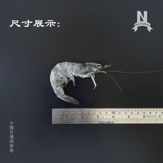 台灣白蝦-04