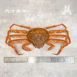 松葉蟹ys-03