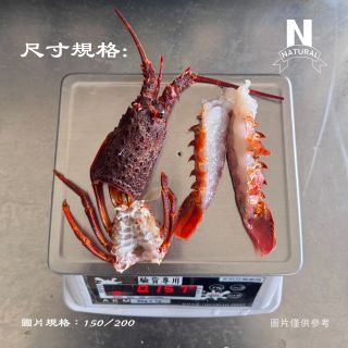 龍蝦-生-法國-04