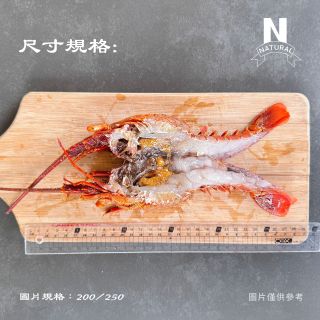 龍蝦-生-法國-03