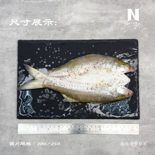 午仔魚-02