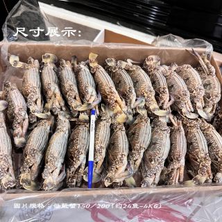 藍蟹-04