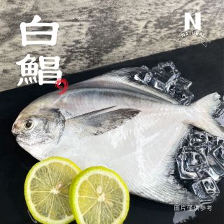 白鯧-01