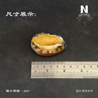 大陸盤鮑-03