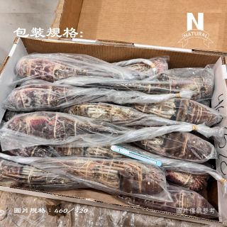 龍蝦-生-04