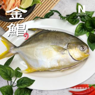 金鯧-01