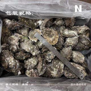美國生蠔-03
