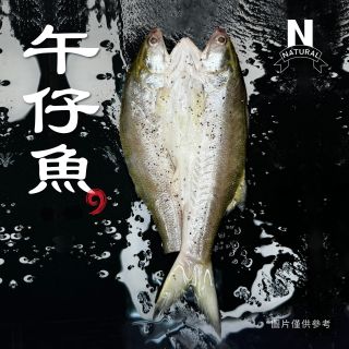 午仔魚-01