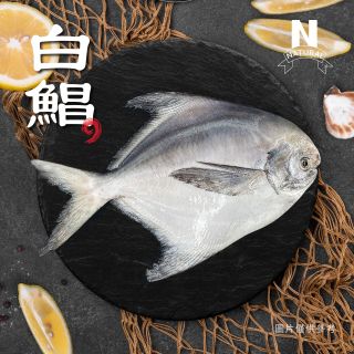 白鯧-01