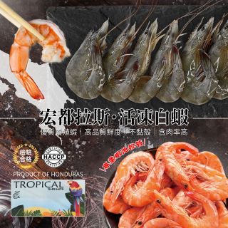 南美-宏都拉斯-鳥仔牌